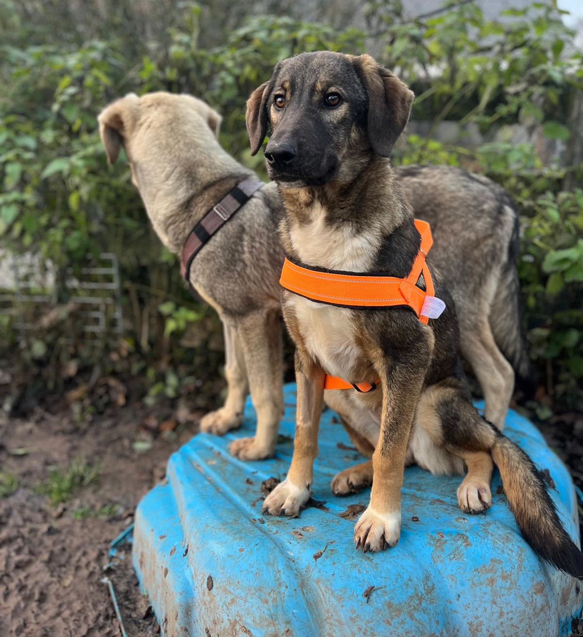 Siska Zorro Dogsavior Dez24 2