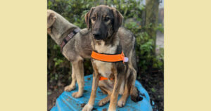 Siska Zorro Dogsavior Dez24 Social Media