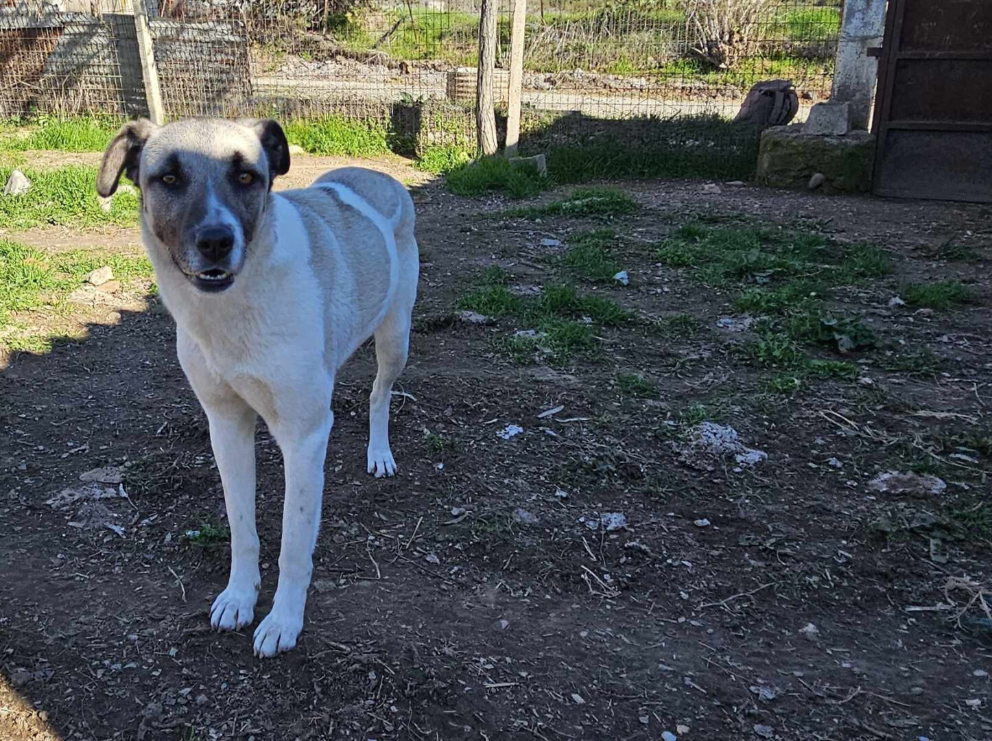 Timmie Zorro Dogsavior Apr25 2