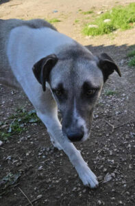 Timmie Zorro Dogsavior Apr25 4