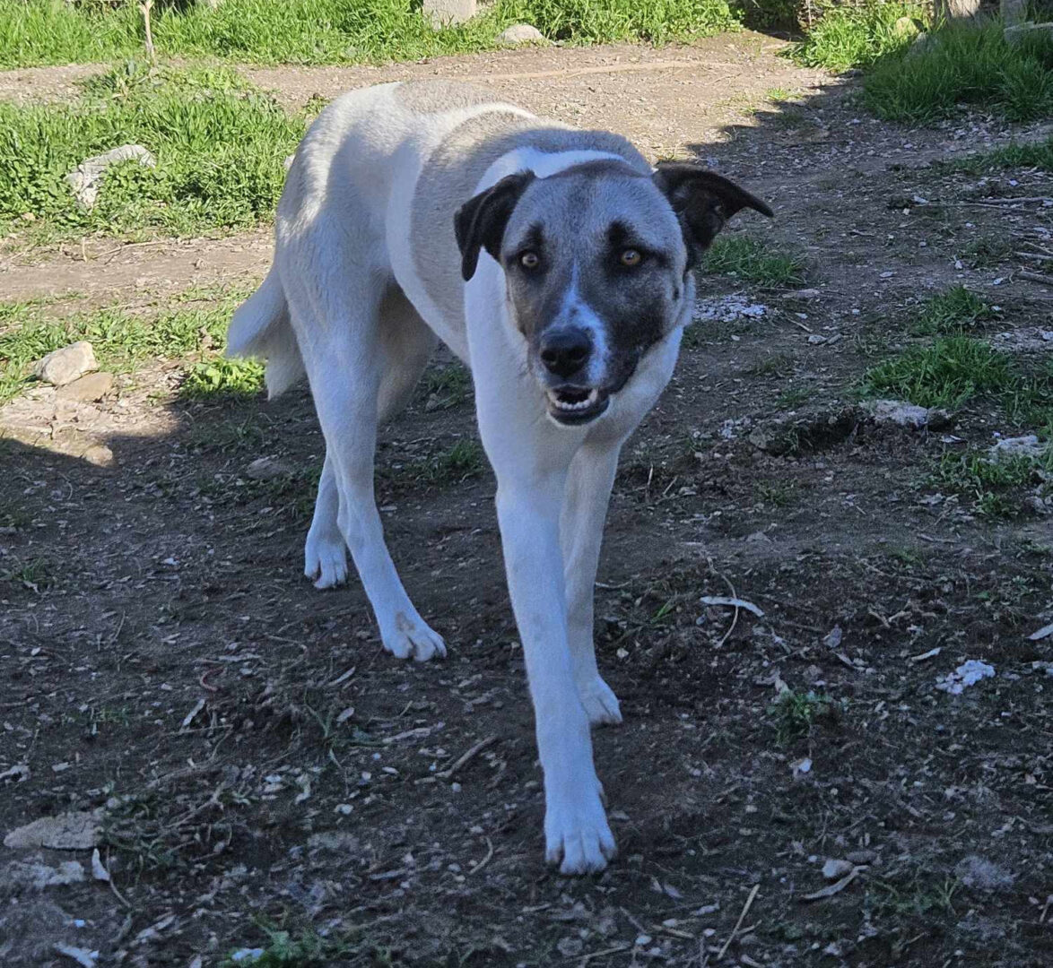 Timmie Zorro Dogsavior Apr25 5