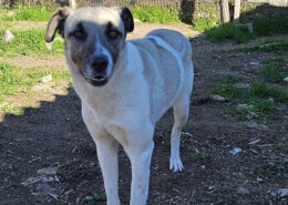 Timmie Zorro Dogsavior Apr25 Beitragsbild