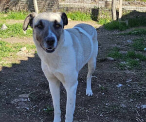 Timmie Zorro Dogsavior Apr25 Beitragsbild