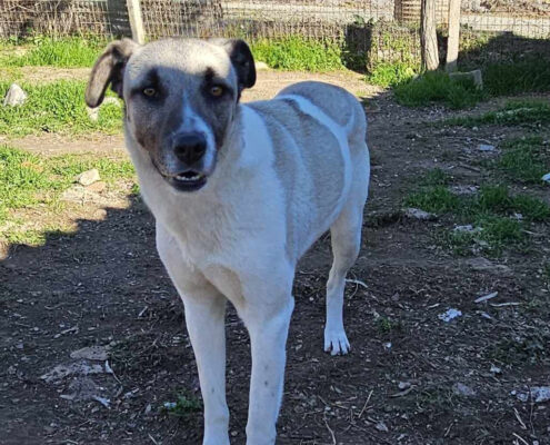 Timmie Zorro Dogsavior Apr25 Beitragsbild