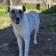 Timmie Zorro Dogsavior Apr25 Beitragsbild