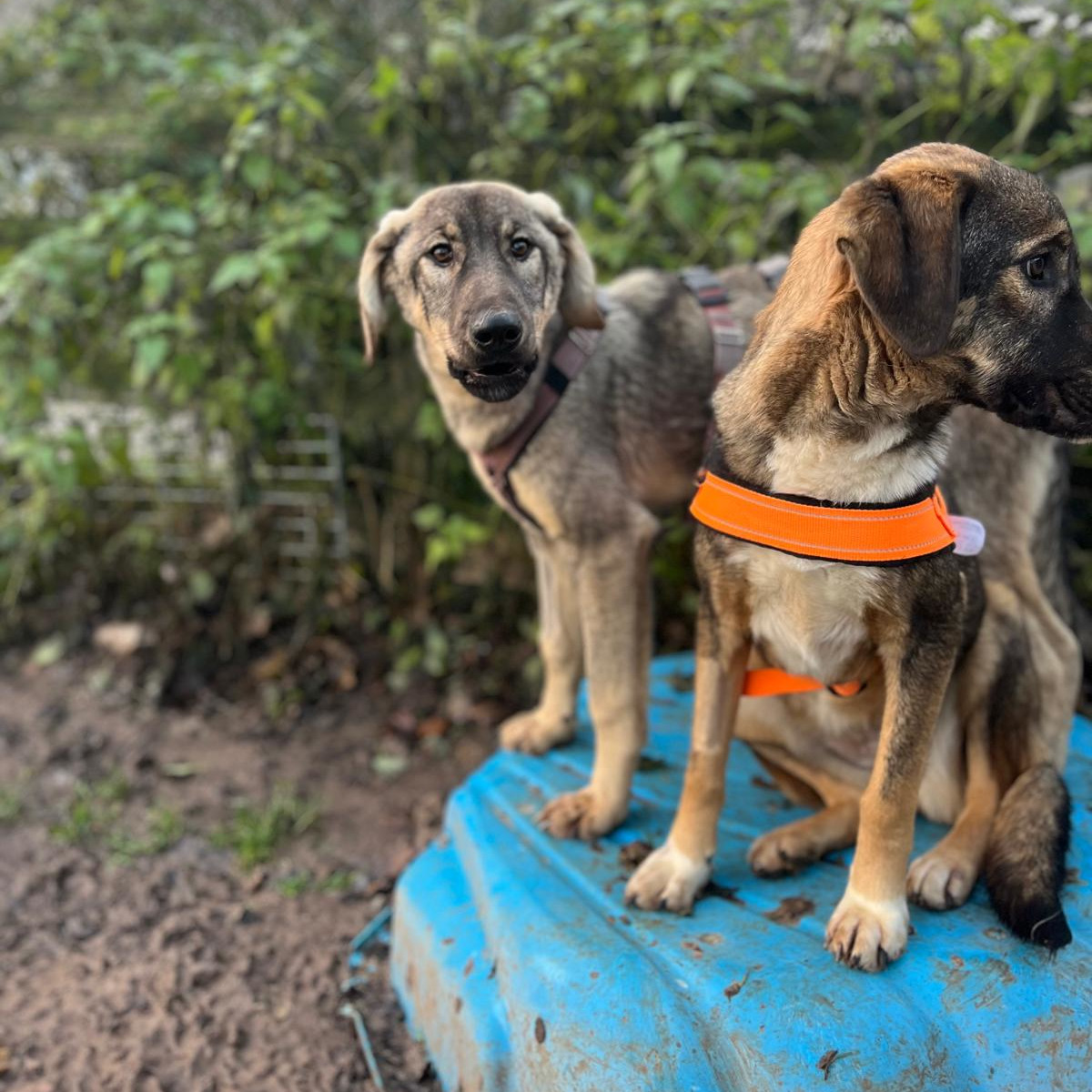 Vulitsa Zorro Dogsavior Dez24 1