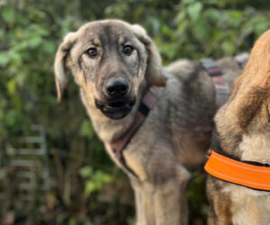 Vulitsa Zorro Dogsavior Dez24 Beitragsbild