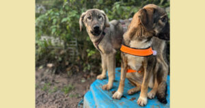 Vulitsa Zorro Dogsavior Dez24 Social Media