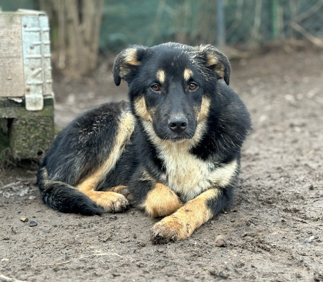 Zyna Zorro Dogsavior Feb25 1
