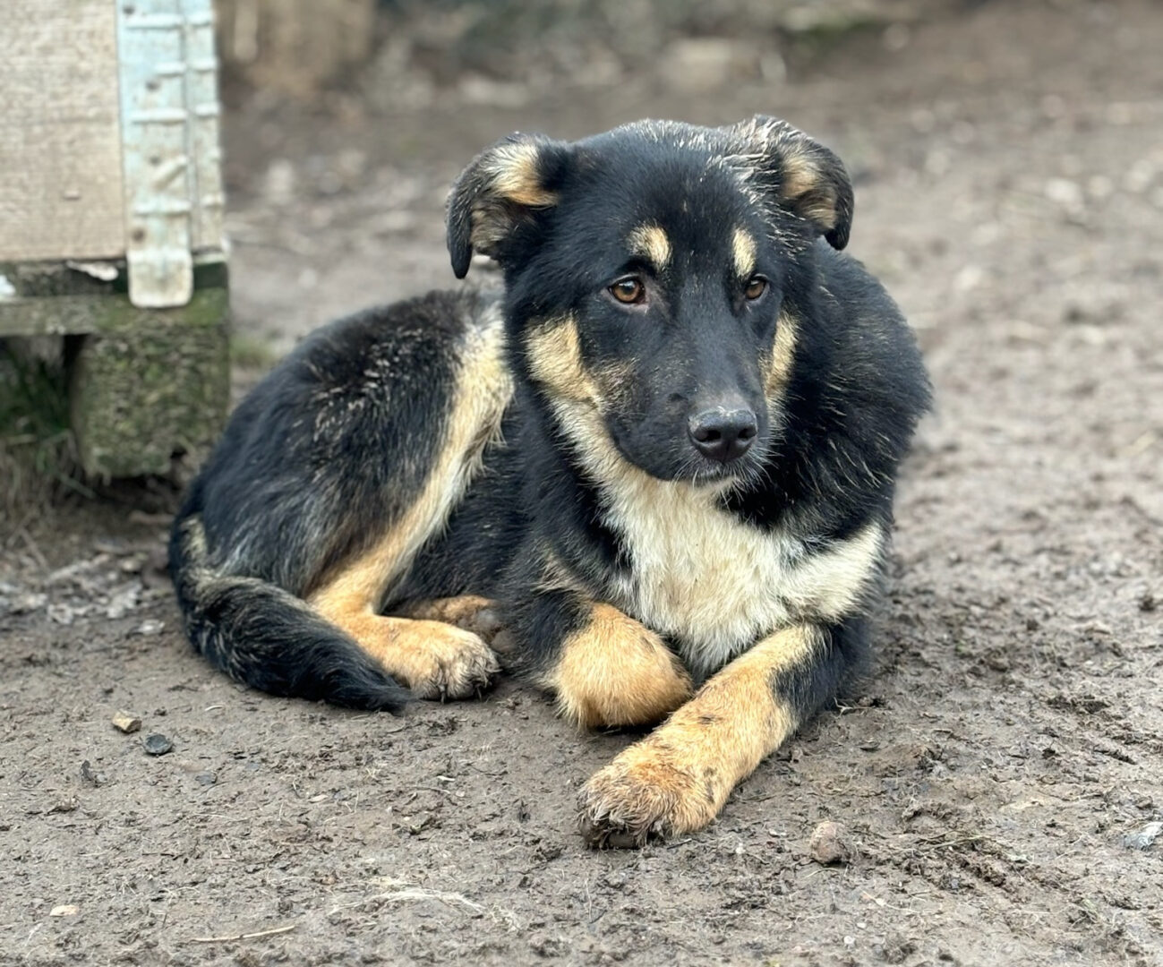 Zyna Zorro Dogsavior Feb25 2
