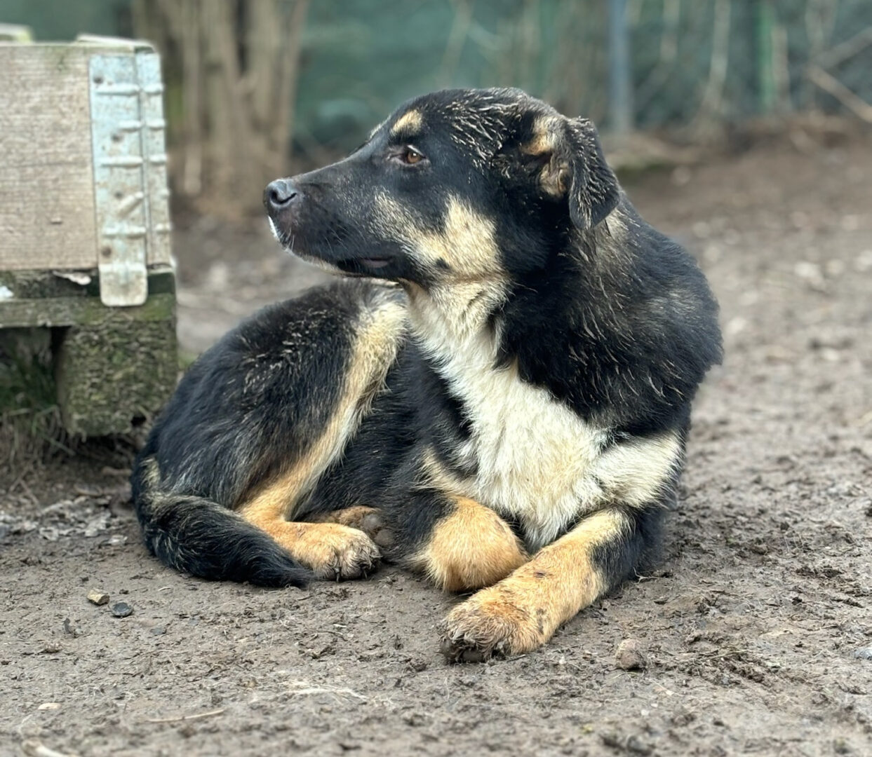Zyna Zorro Dogsavior Feb25 3