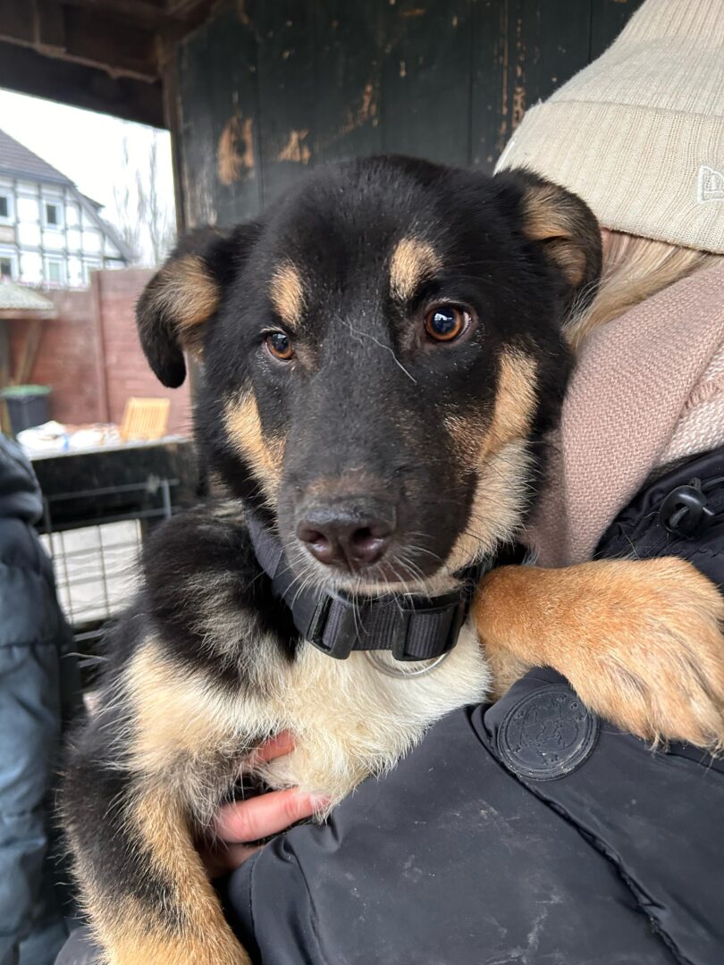 Zyna Zorro Dogsavior Feb25 5