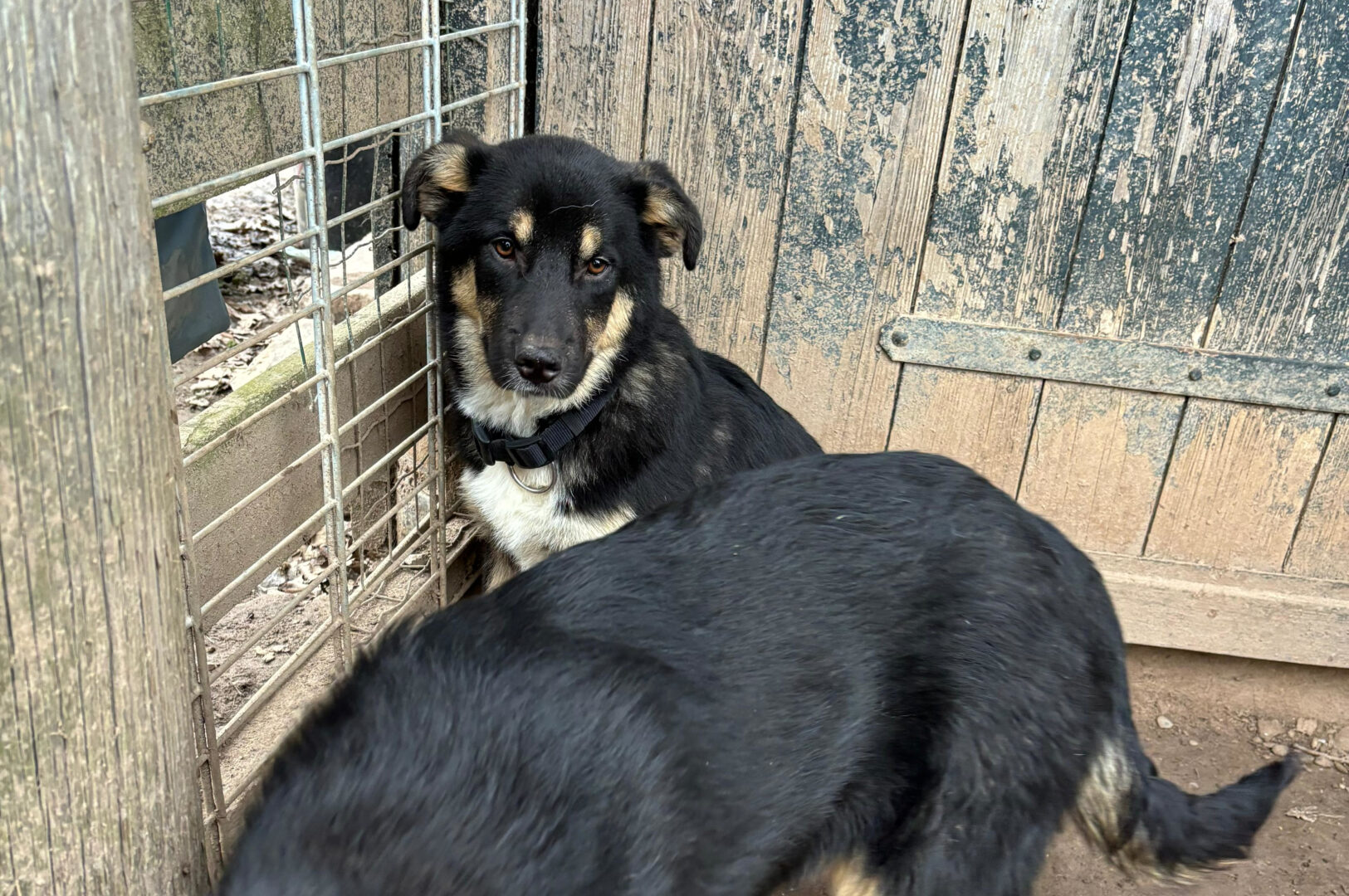 Zyna Zorro Dogsavior Feb25 6