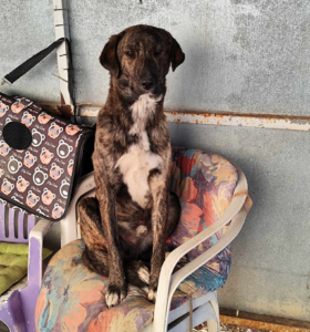 Django Zorro Dogsavior Jan25 1