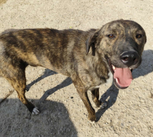 Django Zorro Dogsavior Jul25 1