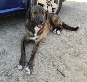 Django Zorro Dogsavior Jul25 2