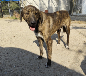 Django Zorro Dogsavior Jul25 3