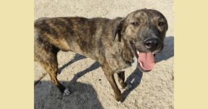 Django Zorro Dogsavior Jul25 Social Media