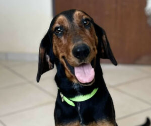 Kristal Zorro Dogsavior Nov24 Beitragsbild