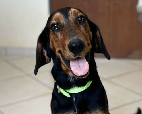 Kristal Zorro Dogsavior Nov24 Beitragsbild