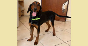 Kristal Zorro Dogsavior Nov24 Social Media