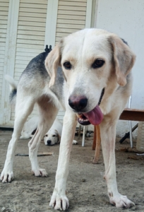 Melissa Zorro Dogsavior Aug25 1