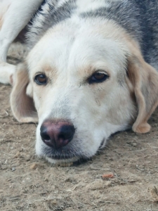 Melissa Zorro Dogsavior Aug25 2
