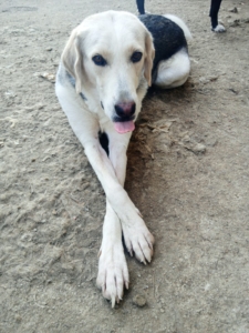 Melissa Zorro Dogsavior Aug25 4