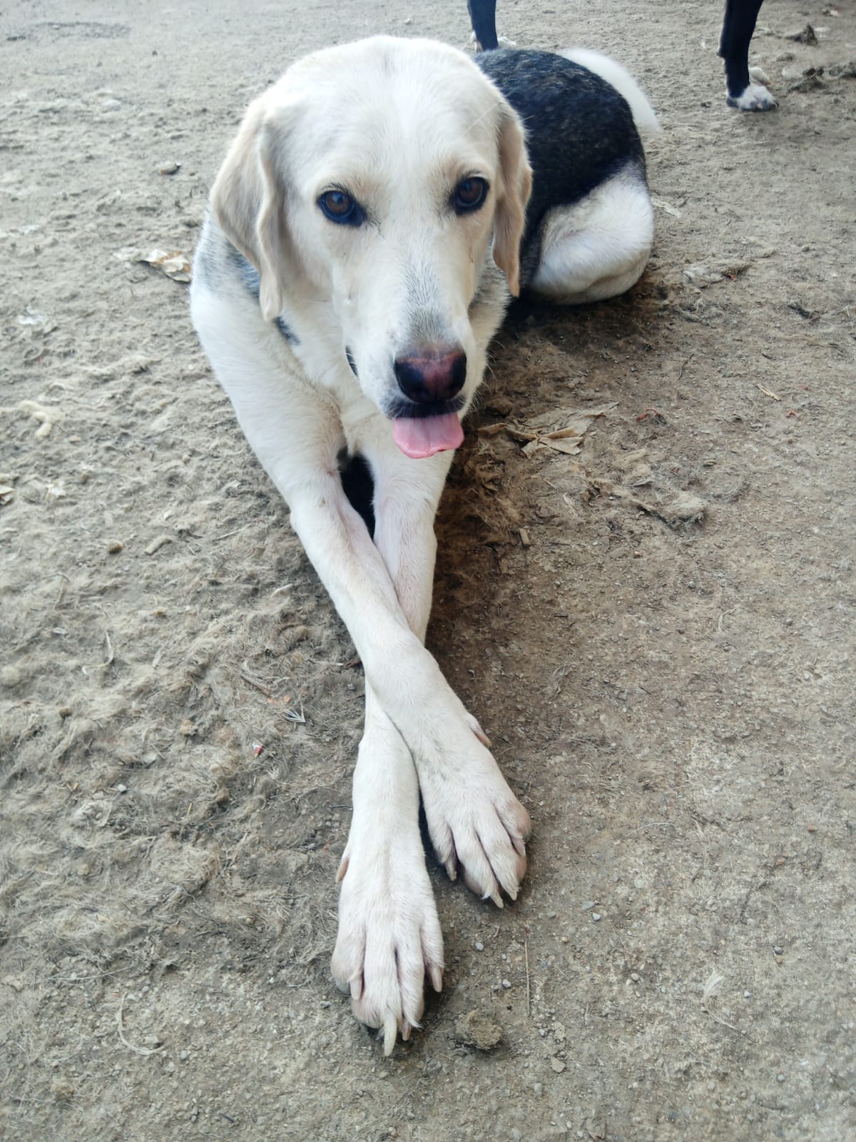 Melissa Zorro Dogsavior Aug25 4