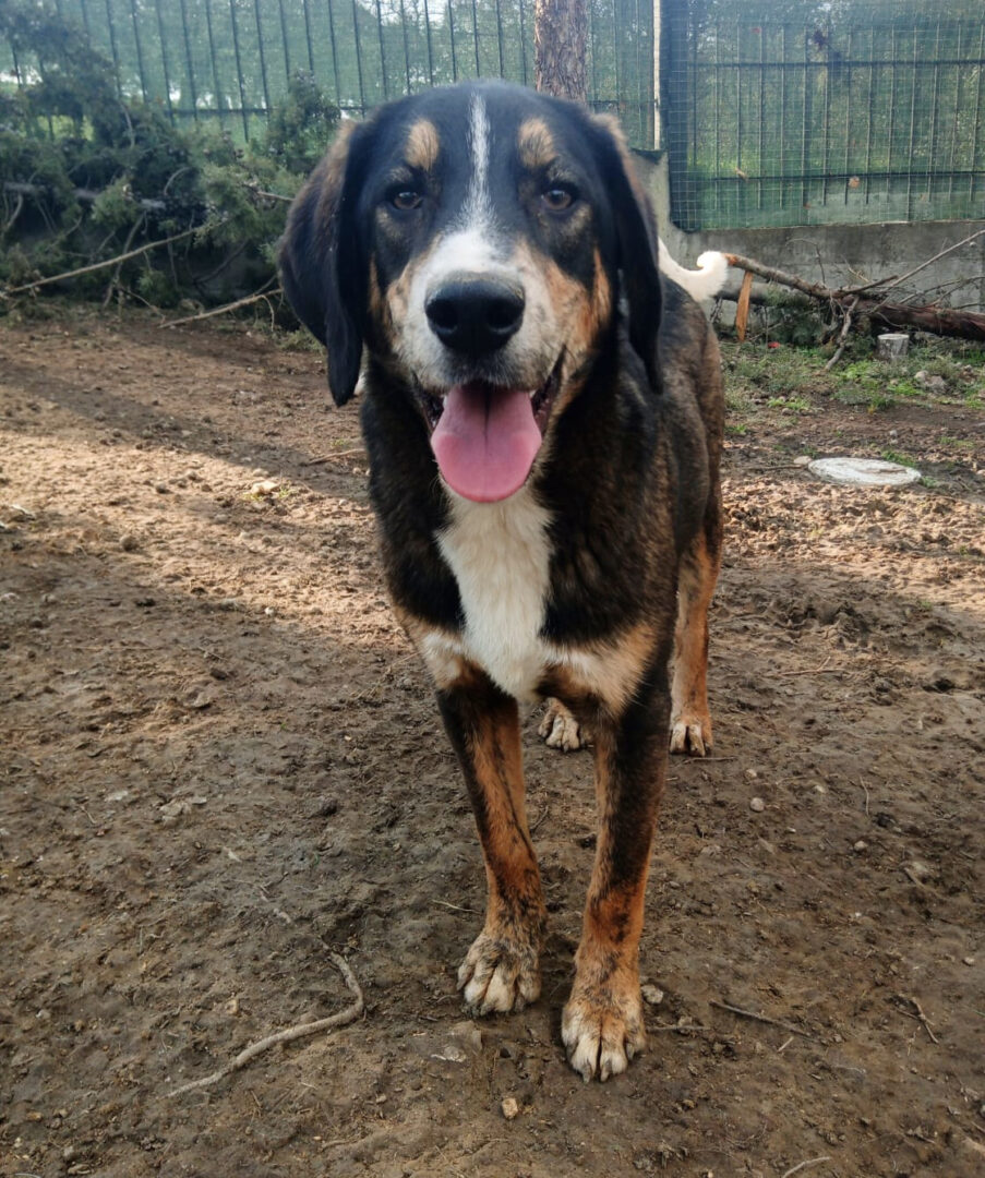 Mr. Wang Zorro Dogsavior Mär25 1