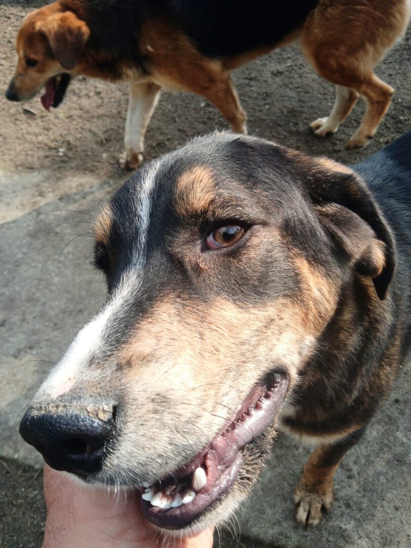 Mr. Wang Zorro Dogsavior Mär25 3
