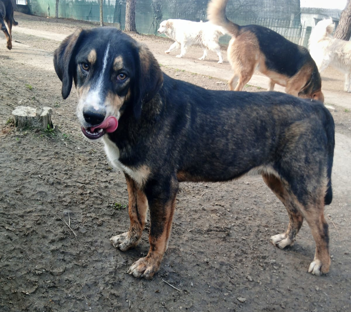 Mr. Wang Zorro Dogsavior Mär25 5