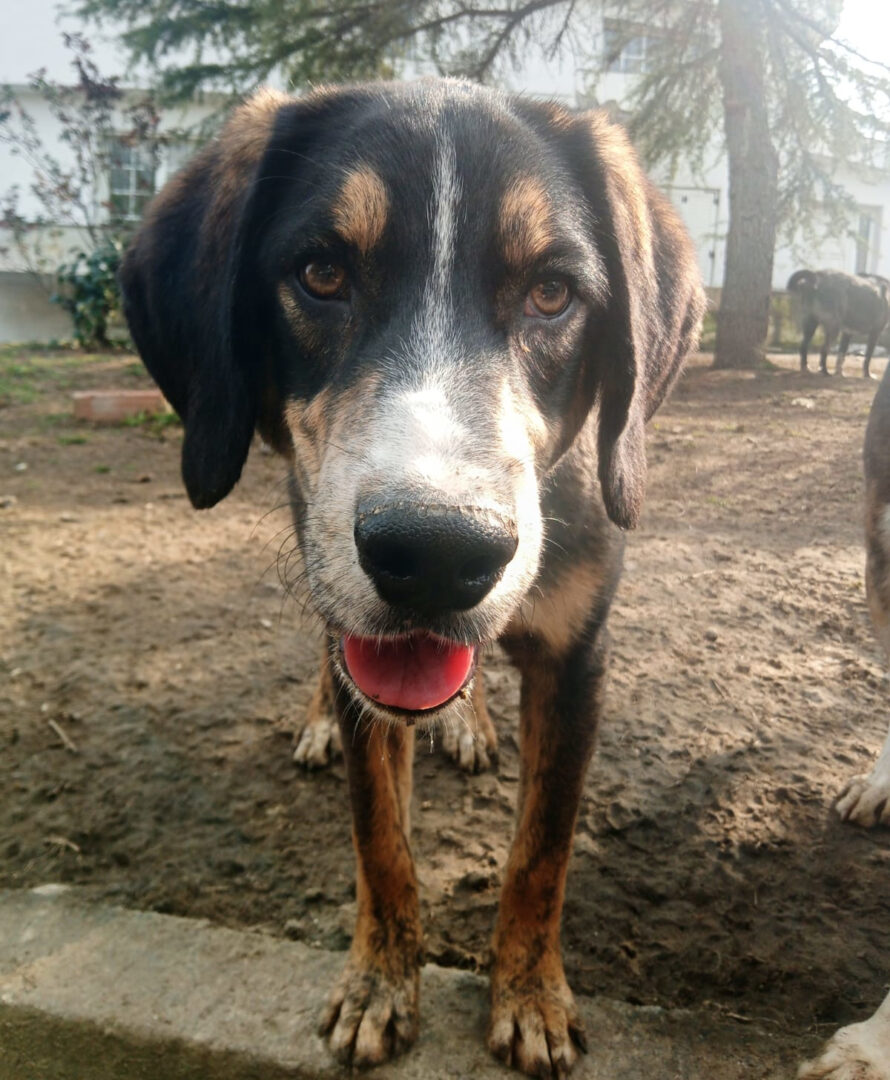 Mr. Wang Zorro Dogsavior Mär25 6