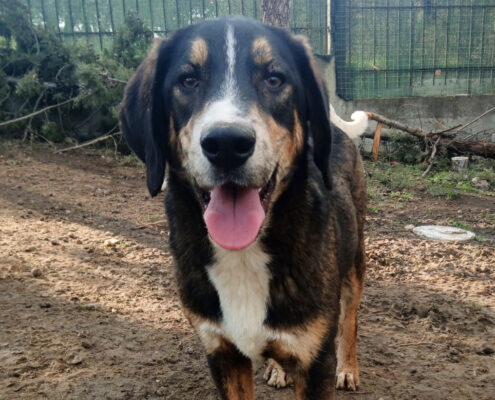 Mr. Wang Zorro Dogsavior Mär25 Beitragsbild