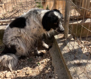 Neah Zorro Dogsavior Apr25 1