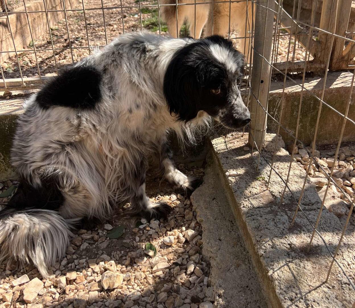 Neah Zorro Dogsavior Apr25 1