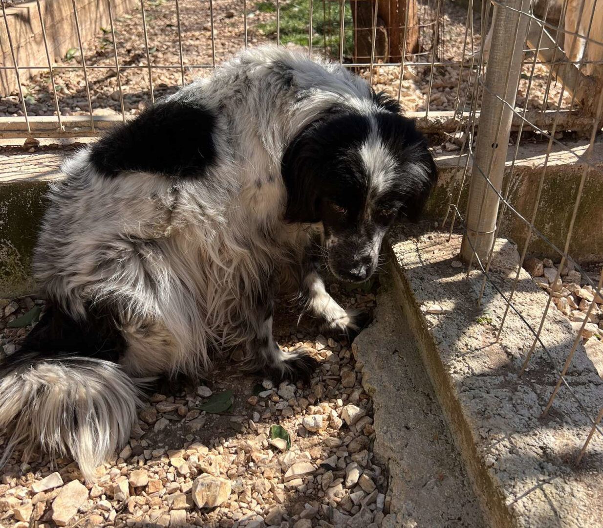 Neah Zorro Dogsavior Apr25 2