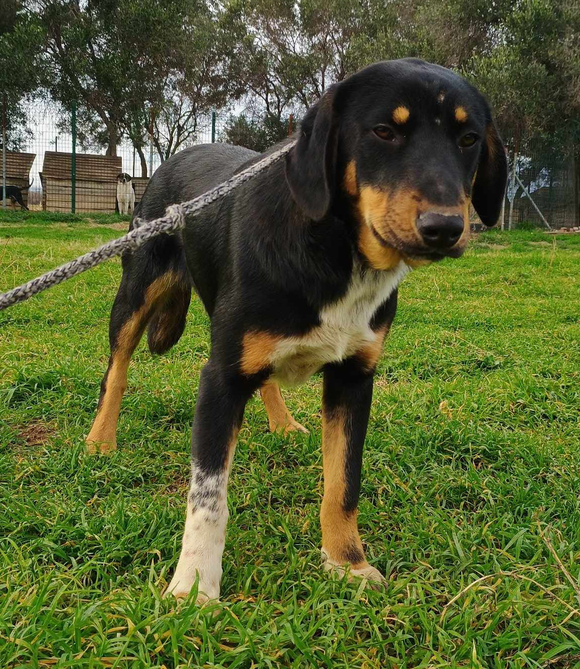 Pepe Zorro Dogsavior Jan25 4