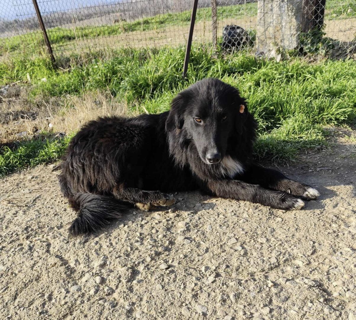 Rocky Zorro Dogsavior Feb25 1