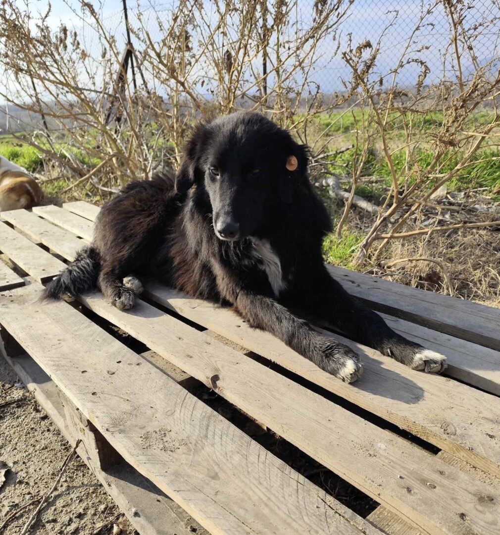 Rocky Zorro Dogsavior Feb25 2