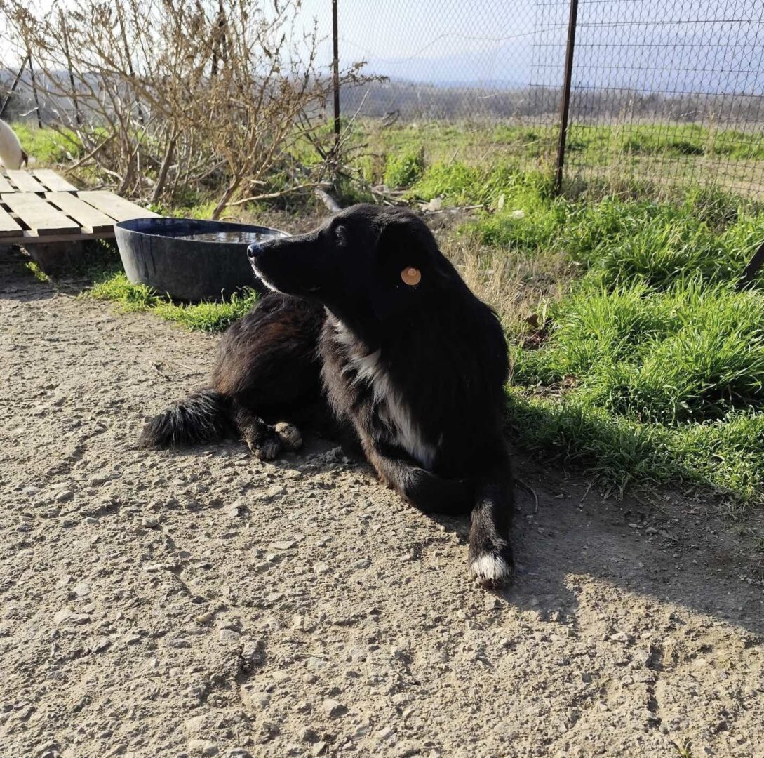 Rocky Zorro Dogsavior Feb25 3