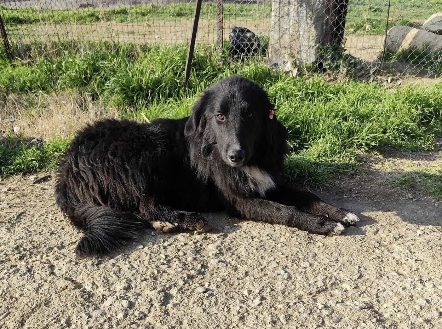 Rocky Zorro Dogsavior Feb25 4