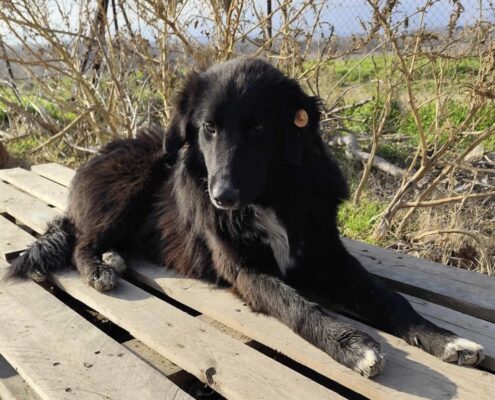 Rocky Zorro Dogsavior Feb25 Beitragsbild