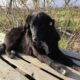 Rocky Zorro Dogsavior Feb25 Beitragsbild