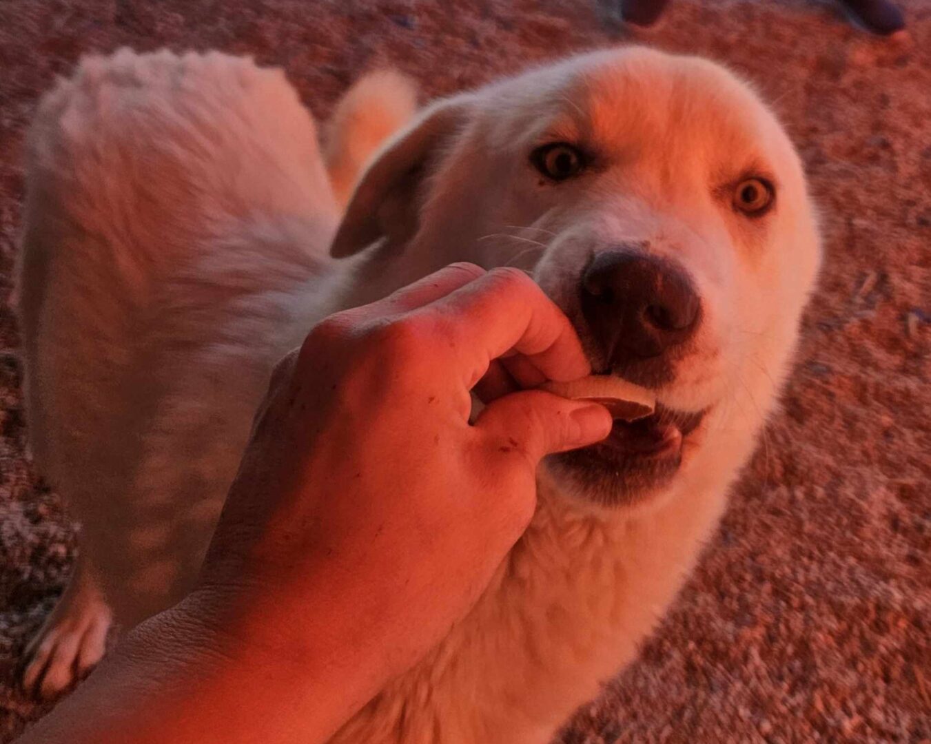 Roy Zorro Dogsavior Mär25 2