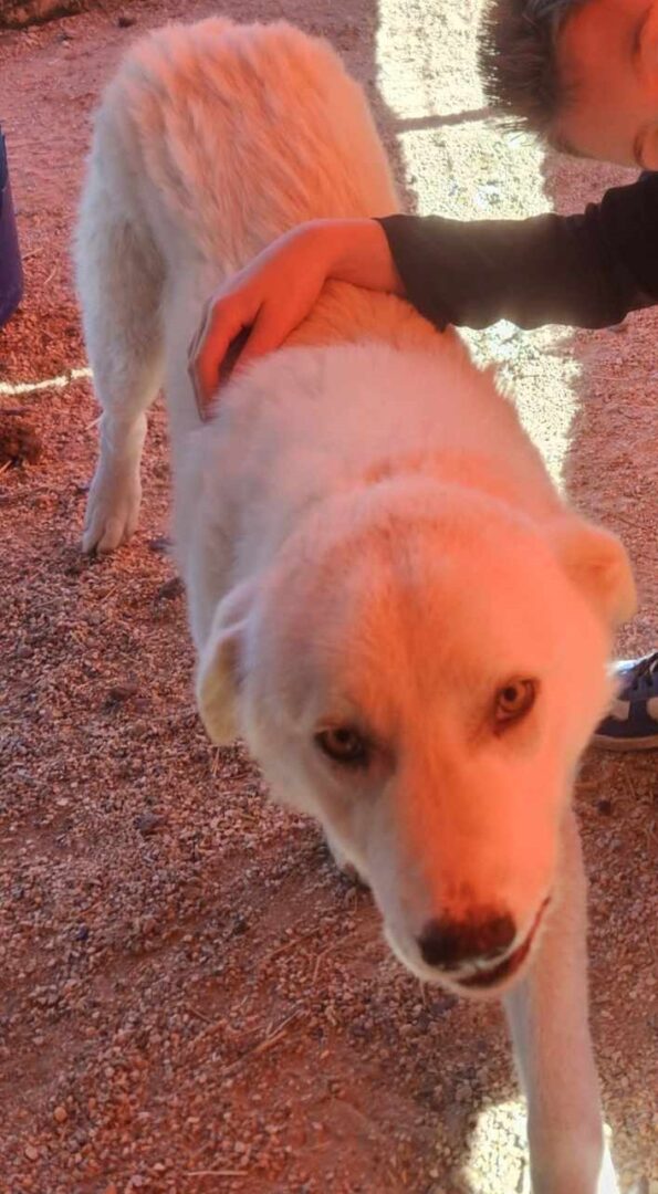 Roy Zorro Dogsavior Mär25 5
