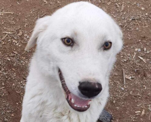 Roy Zorro Dogsavior Mär25 Beitragsbild
