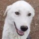 Roy Zorro Dogsavior Mär25 Beitragsbild