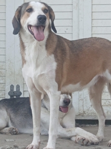 Shorty Zorro Dogsavior Aug25 1