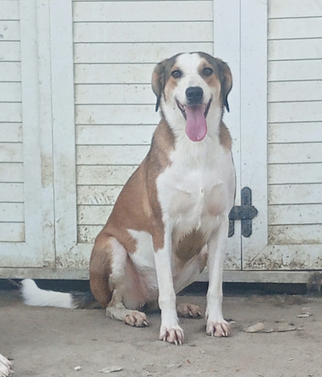 Shorty Zorro Dogsavior Aug25 2